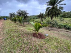 Descubra-o-Paraiso-Rural-Sitio-em-Conceicao-do-Jacuipe-com-Natureza-Exuberante-Sitio-em-Conceicao-do-Jacuipe-com-Ampla-Area-e-Potencial-7.jpeg