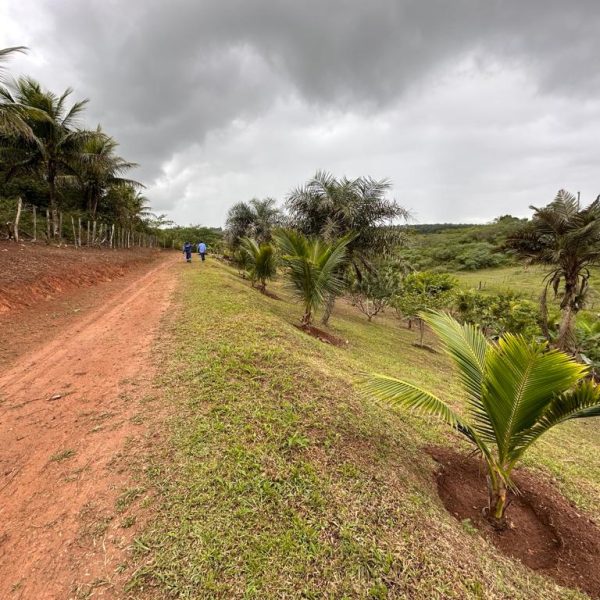 Descubra-o-Paraiso-Rural-Sitio-em-Conceicao-do-Jacuipe-com-Natureza-Exuberante-Sitio-em-Conceicao-do-Jacuipe-com-Ampla-Area-e-Potencial-1.jpeg